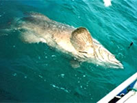 Port Douglas Accommodation